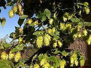 Houblon dans notre jardin en 2014